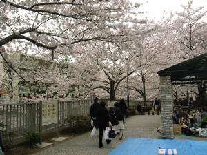 神田上水公園の桜