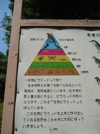 生物ピラミッド01