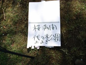 桜満開　代々木公園