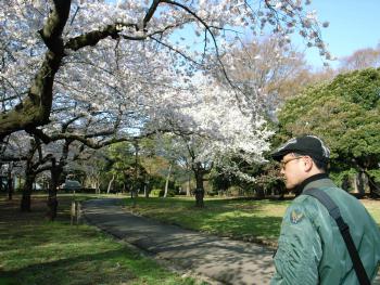 桜満開　代々木公園