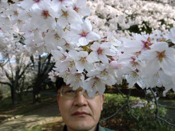 桜満開　代々木公園