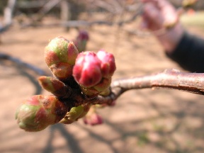 桜のつぼみ01