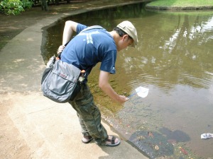 代々木公園でメダカ獲り