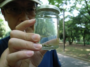 代々木公園でメダカ獲り