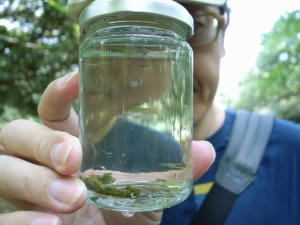 代々木公園でメダカ獲り