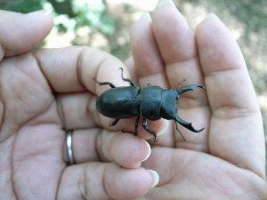 代々木公園のクワガタ