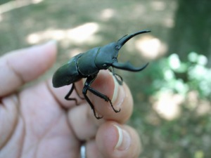 代々木公園のクワガタ
